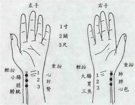 左水右尺|大小肠脉诊部位辨/述作类